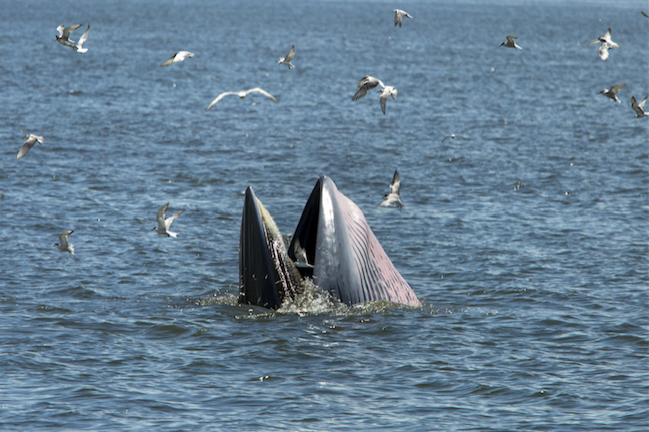 ล่องเรือชมวาฬบรูด้า ณ แหลมผักเบี้ย จังหวัดเพชรบุรี ช่วงเดือนกันยายนถึงเดือนธันวาคม