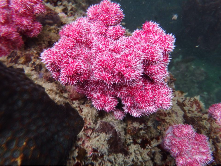 ปะการังอ่อนหลากสี