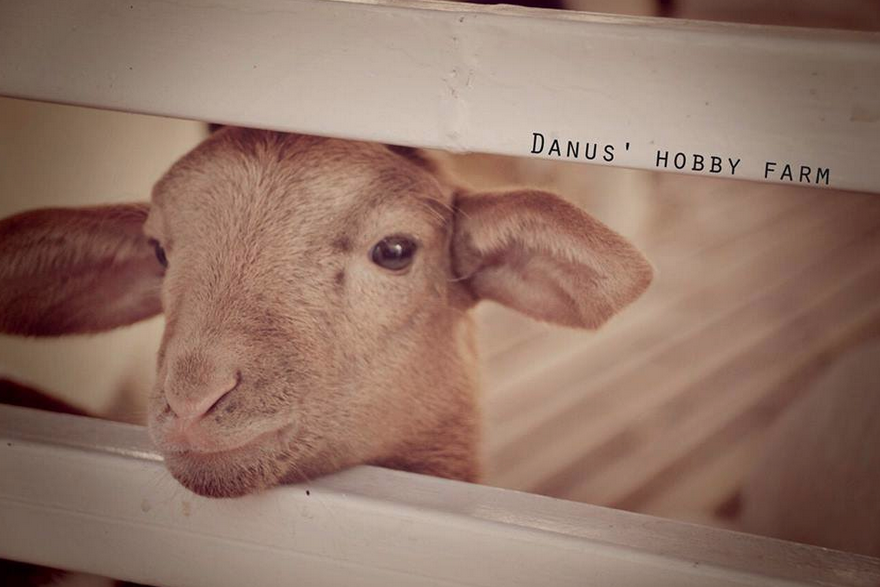 เที่ยวฟาร์มแกะ Danus Hobby Farm จังหวัดเพชรบุรี