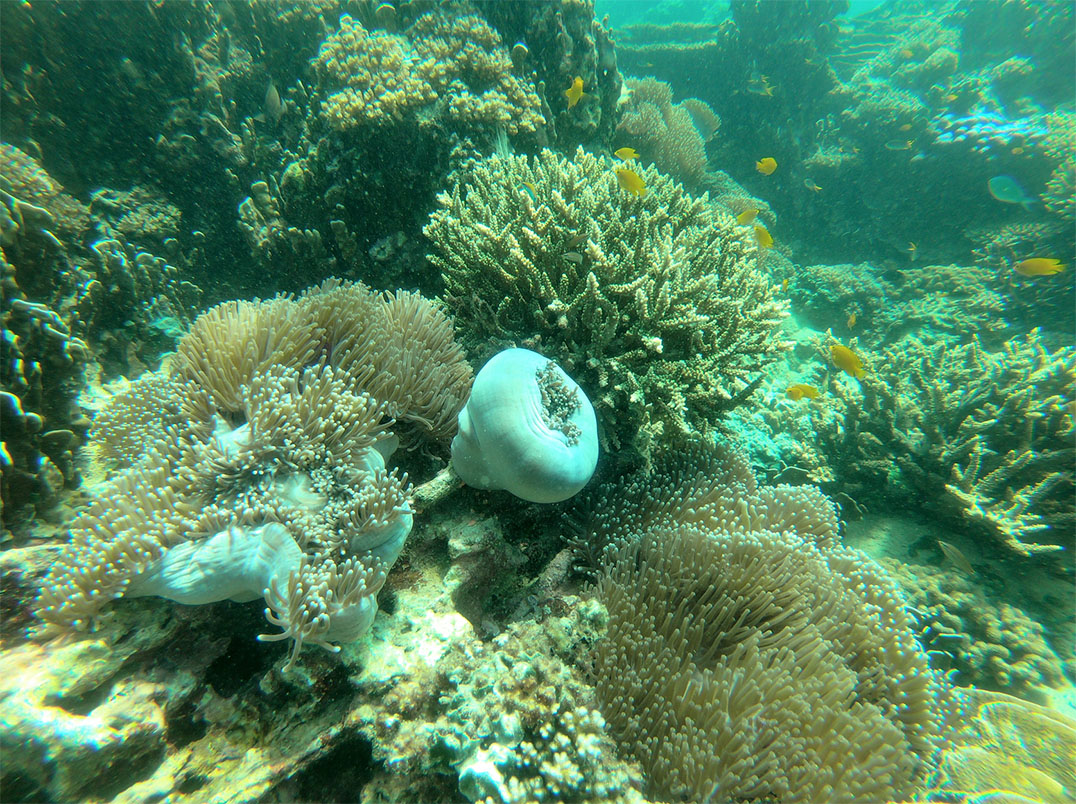 ความงดงามของโลกใต้ท้องทะเล ณ จุดดำน้ำด้านใต้ของเกาะบรูเออร์