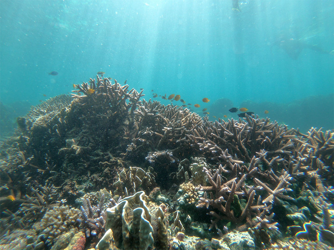 ความงดงามของโลกใต้ท้องทะเล ณ จุดดำน้ำด้านใต้ของเกาะบรูเออร์